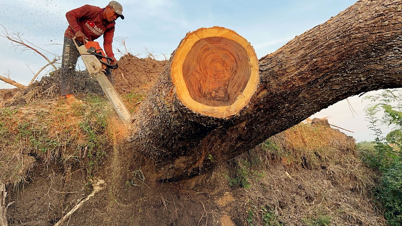 The Last Tree is the Most Dangerous ‼️ Cut down 3 Trembesi Trees blown by the Wind.