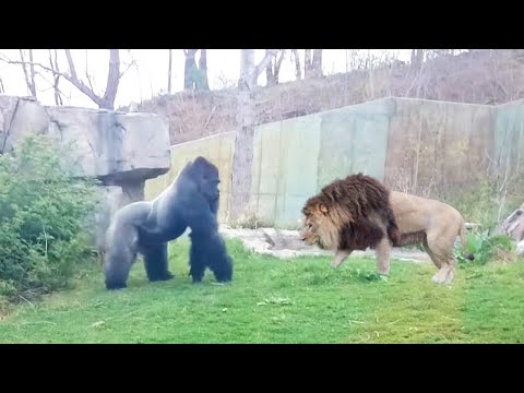 tigreal item build León vs Gorila | ¿Quién Ganaría? | EPIC VERSUS