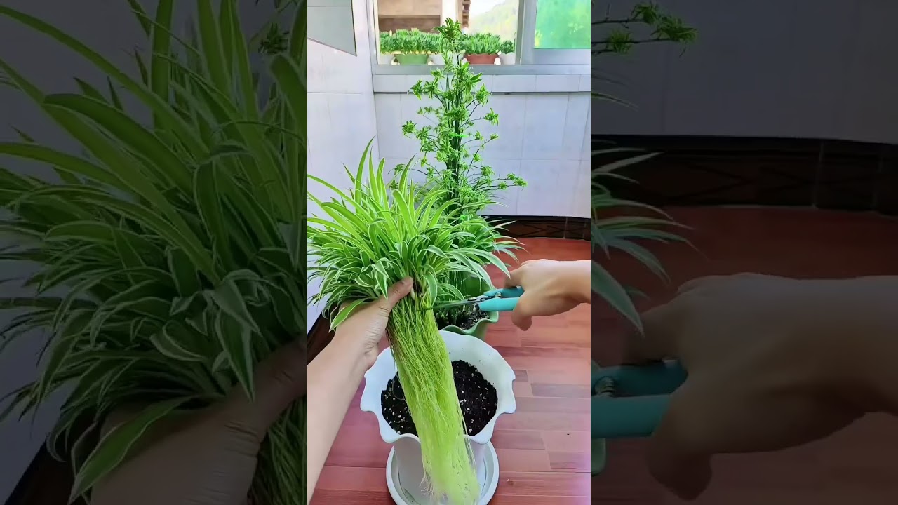 flowersFor cuttings of Chlorophytum, choose loose soil for planting Nutrient Soil Recommendation