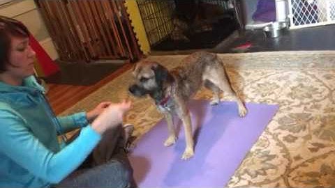 Rugby - Down - wait for the cue