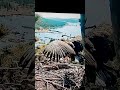 Sunny Wing Flaps On A Limb May 25 2025 Big Bear Bald Eaglets Sunny Wing Flaps On A Limb May 25 2025 Big Bear Bald Eaglets