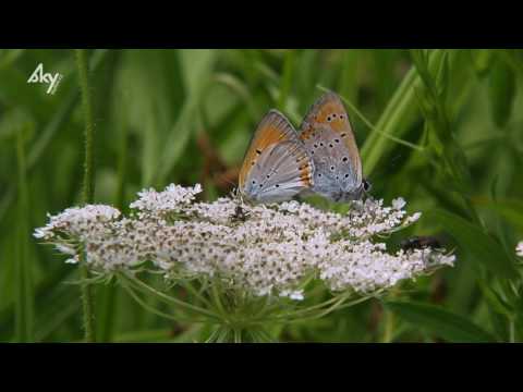 Video: Cyclamens Jsou Exotické „motýly“, Které Mohou Zdobit Váš Domov A Zahradu