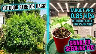 Stop Defoliating Too Early  Outdoor Critical Magic  5x5 VPD Fix #MarsHydro