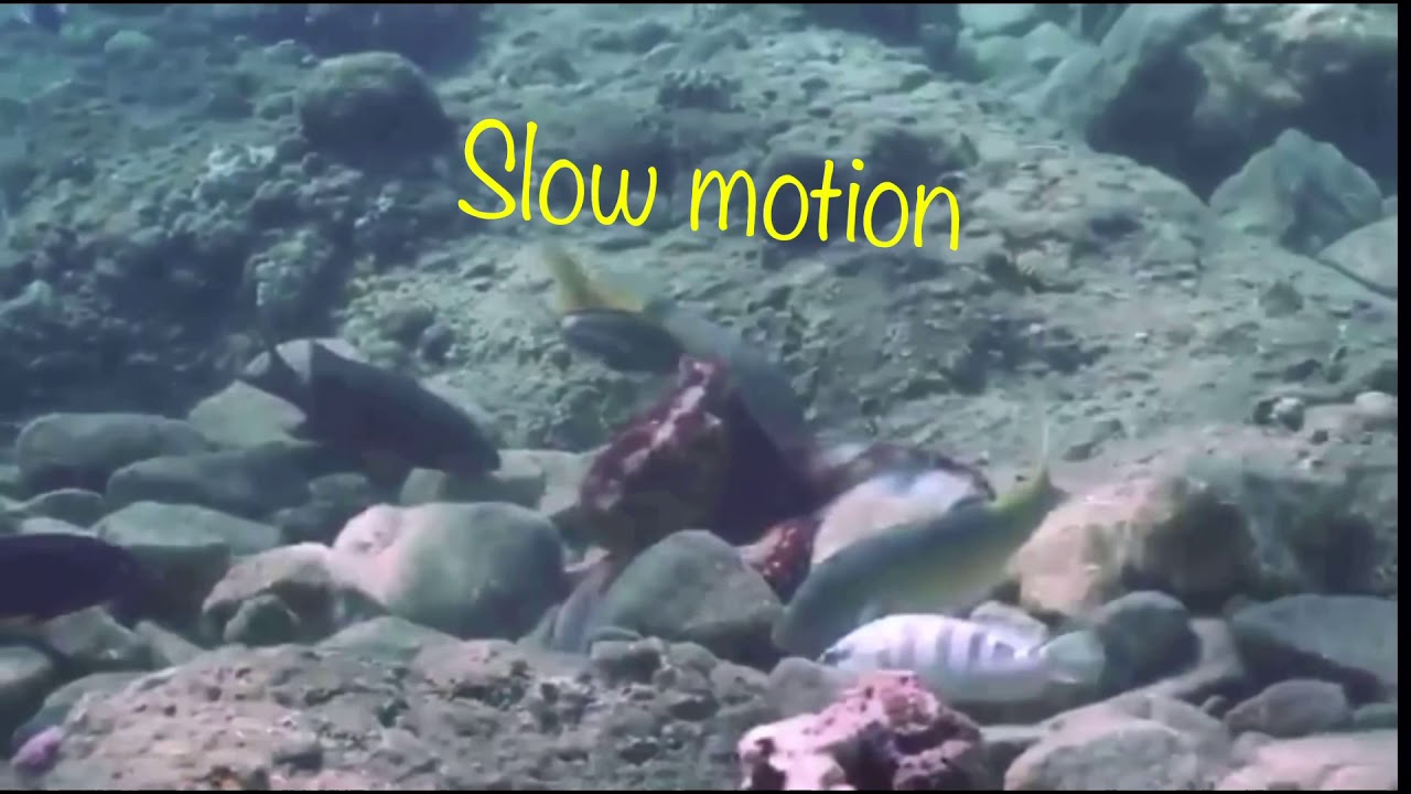 Octupos punches fish YouTube