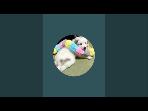 ドレミの歌グレートピレニーズ がゲリラライブ配信中!ゲリラ豪雨でビビっちゃってるドレミが大変