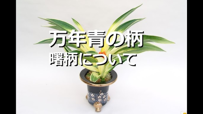 万年青の赤い実が成らない理由3つ もともと実の付かない品種 まだ実を成らせる力がない 受粉が出来ていない 万年青の豊明園 Why Omoto Does Not Bear Fruit Youtube 万年青の赤い実が成らない理由3つ もともと実の付かない品種 まだ実を成らせる力がない 受粉が出来ていない 万年青の豊明園 Why Omoto Does Not Bear Fruit Youtube