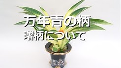 おもとの豊明園 Toyotaka Mizuno