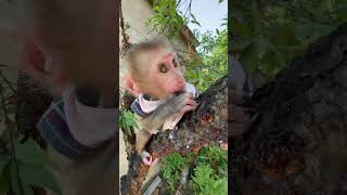 Monkey lisa so cute 🥰
