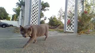 magpie bird attacks cat