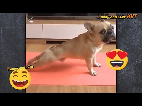 funny-videos---funny-pets-(-part-6-)