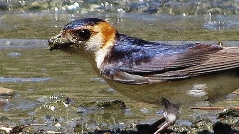 A pair of Red - rumped Swallow Collecting mud for their nest (Cecropis daurica)  - Cyprus