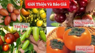 Giới Thiệu Và Báo Giá Hồng Giòn Fuji, Táo Tàu Ghép Nhiều Loại, Nho Thân Gỗ Sẵn Quả ☎️0922.85.82.86 