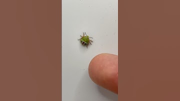 A Green shield Bug that I found in my backyard🪲 #ahorts #short #nature #shortvideo #portugal
