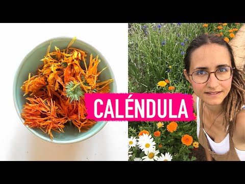 Video: Debería tener flores de caléndula sin cabeza: aprenda a hacer una caléndula sin cabeza