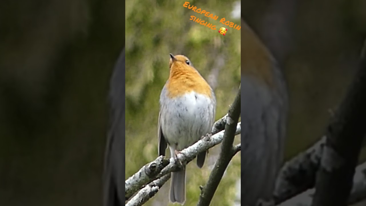 European robin singing/ Rouge-gorge familier chantant 