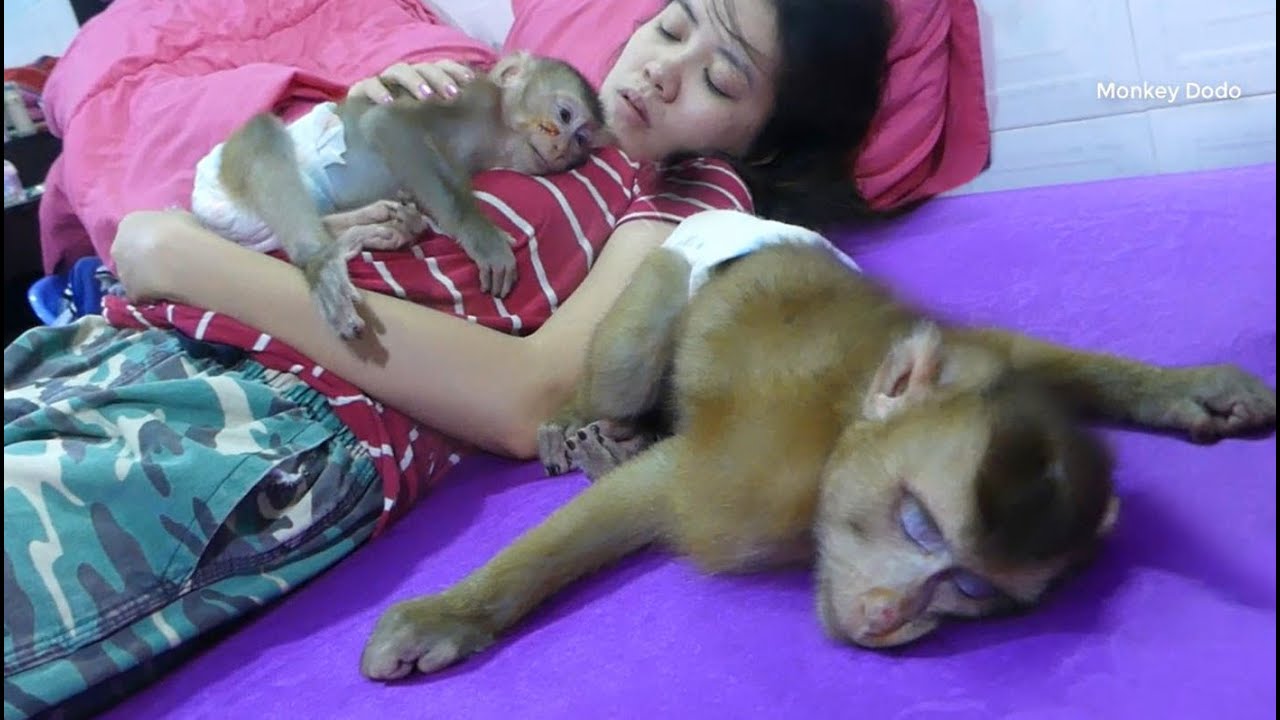 Dodo Sleeping Well While Small Donal Hug Mom Prepare To Sleep