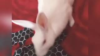 10  SIGNS YOUR RABBIT LOVES YOU