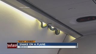 Passengers find snake on plane headed to Mexico City
