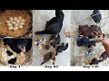 Hen Harvesting Eggs to Chicks new "BORN" Roosters and Hens Small Birds / part 2 Tension Free World