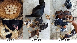 Black Mushka hen harvesting eggs to chicks - Aseel chicks growth results day by day