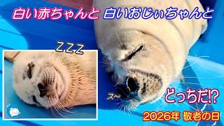 【アザラシ】敬老の日...ゴマフアザラシのおじいさん（伊勢シーパラダイス／水族館）