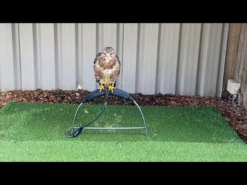 Ryan Swain Visit To The York Birds Of Prey Centre