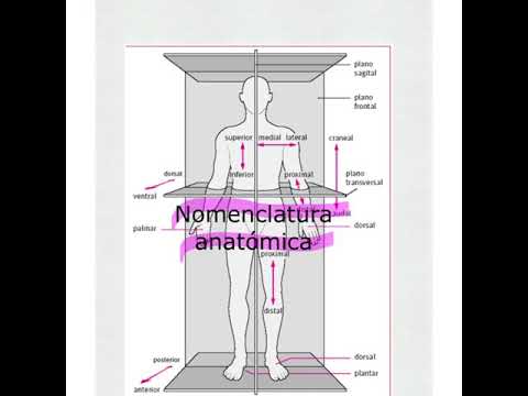 Video: Nomenclatura Anatomica - Glossario Dei Termini Medici