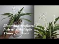 Nofintie vanda falcata  comment faire refleurir ces orchides plusieurs fois par an carecollab
