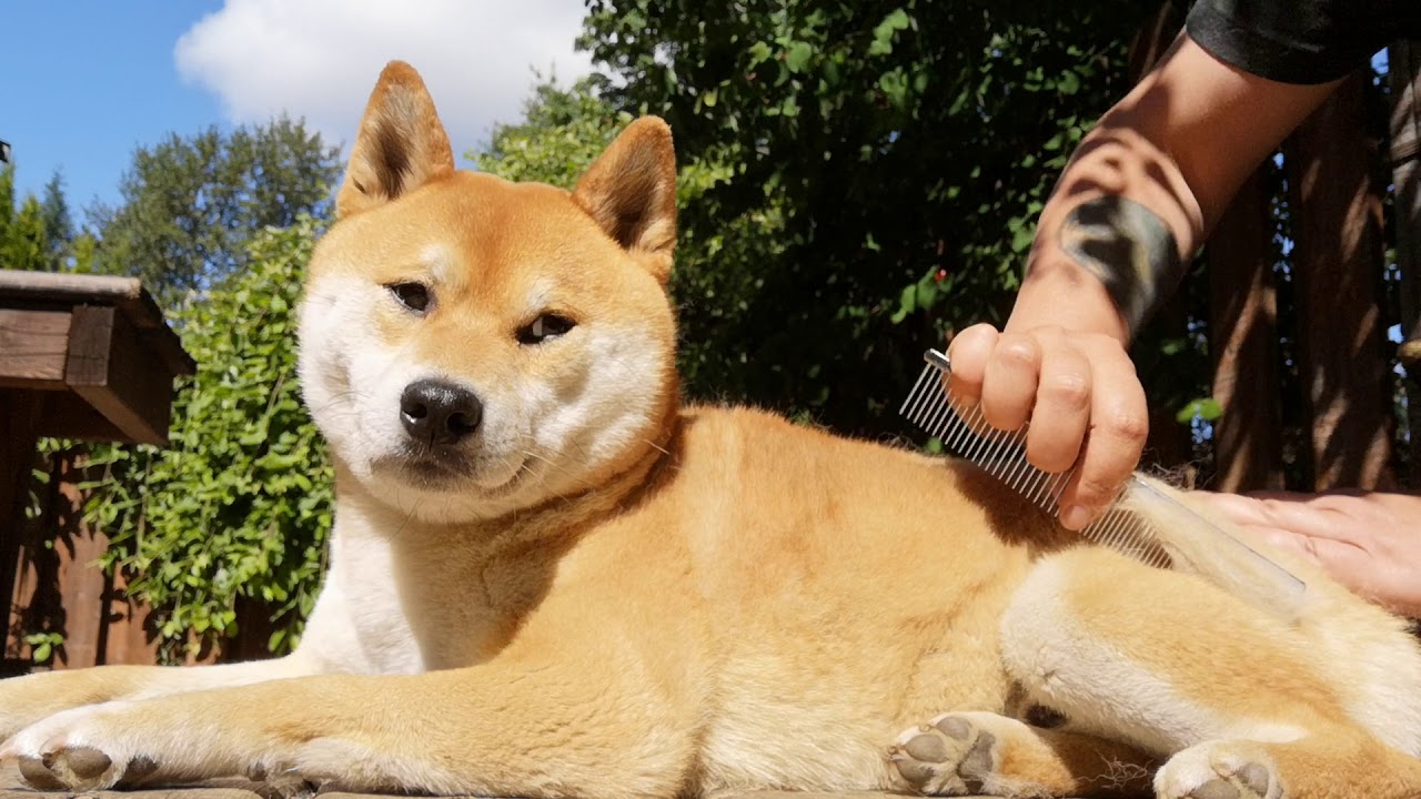 What Type Of Brush Is Best For Shiba Inu