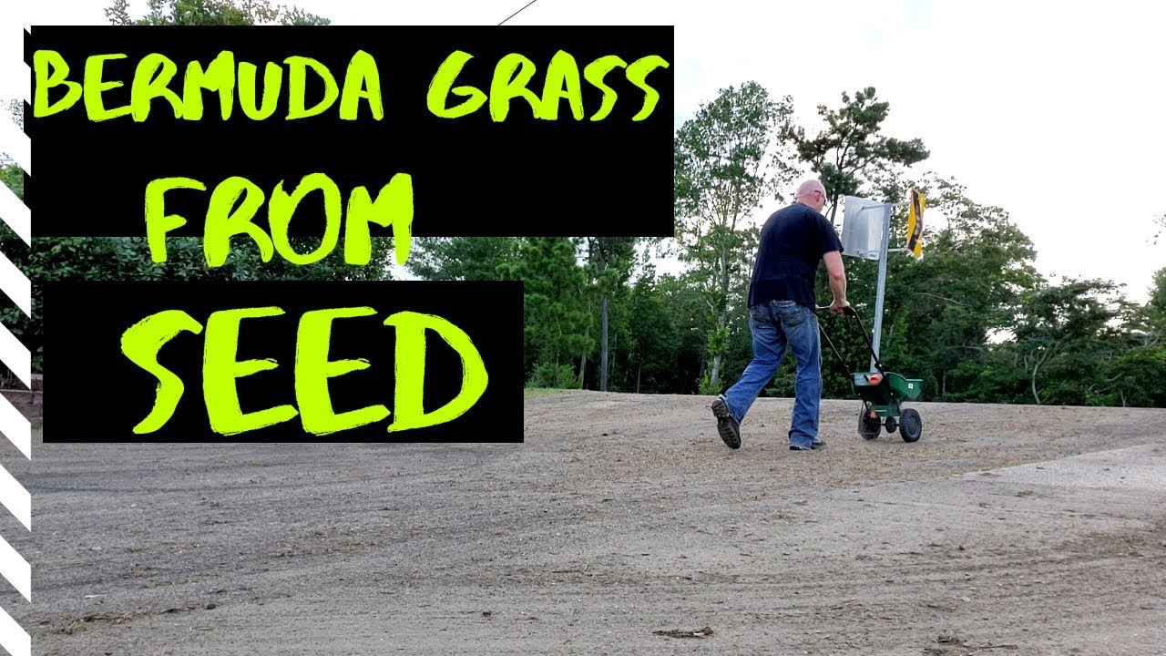 How To Plant Grass Seed Bermuda Seed Milorganite YouTube how-to-plant-grass-seed-bermuda-seed-milorganite-youtube