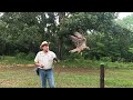 Falcon training  flying to come to the fist when called