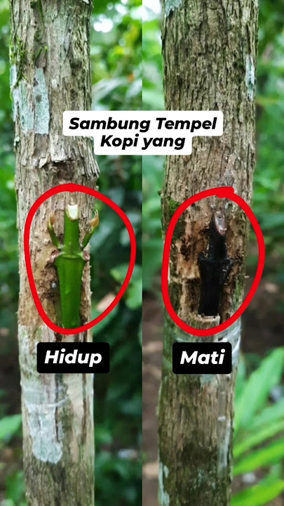 Sambung Tempel #grafting #graftingfruittrees #petanikopi #petani #petanimuda #stekbatang #farming
