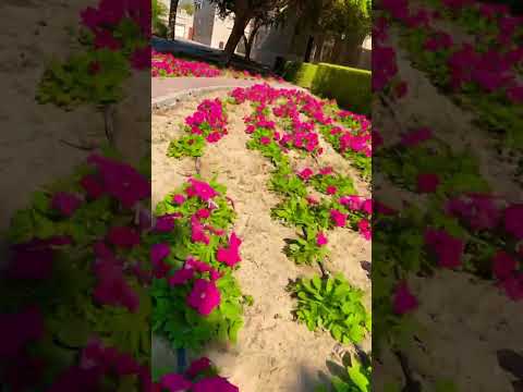 Dubai Flowers 🌺 Garden#shorts #viralshorts #youtubeshorts