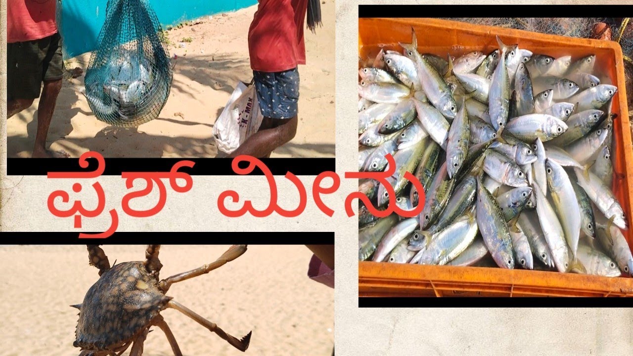 ಫ್ರೆಶ್ ಮೀನಿನ ರಾಶಿ Fresh Fish Hunting 🦭🦈🐬🐋🐳🐠🐟 YouTube