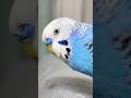 Look at this beautiful parrot from tail to head. #parrot #birds #cute #parrots #pets #shorts