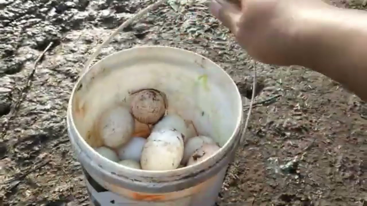 การเลี้ยงเป็ดไข่  50 ตัว  EP.1