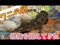 【激レア】ワニの卵の衝撃的な味と見た目をご覧ください。