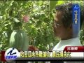 哈密瓜未熟難搶收  農民損失大