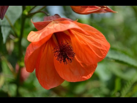 Video: Gloxinia: Pangangalaga Sa Bahay