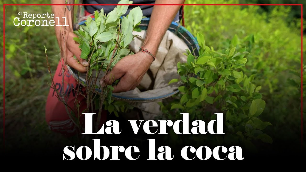 El IMPERDIBLE informe de cultivo de coca en Colombia: Aquí les cuento más | Daniel Coronell
