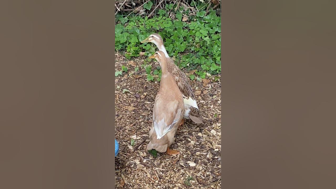 Canard coureur indien. Утка индийский бегун. - YouTube