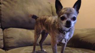 Hangry Chihuahua: Mollie's Dog is a Brat