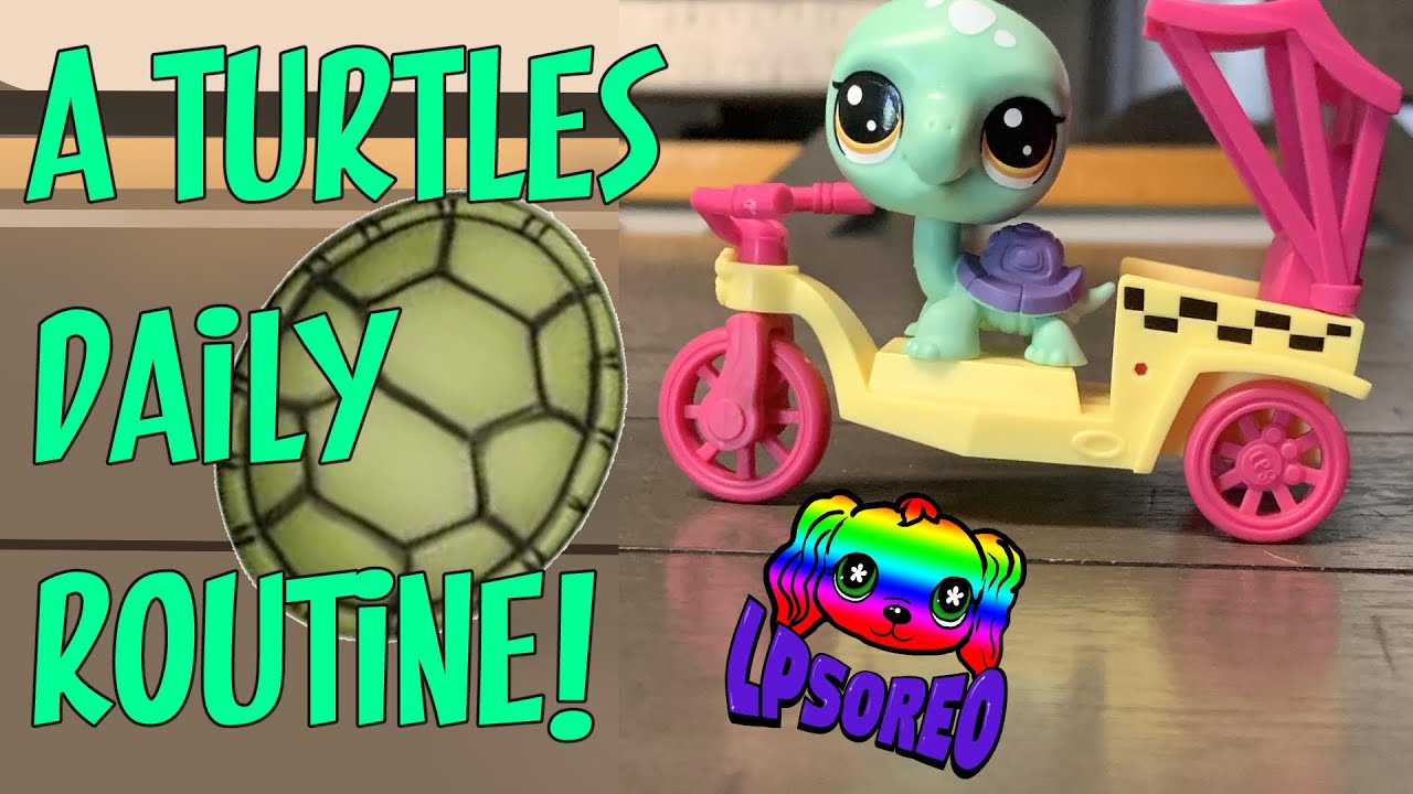 A Turtles Daily Routine! - YouTube