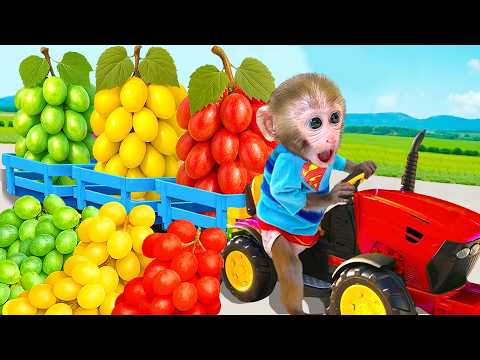 🔴LIVE - Monyet Bon Bon Imut memanen buah-buahan dan memperbaiki mobil di jalan pulang ke rumah
