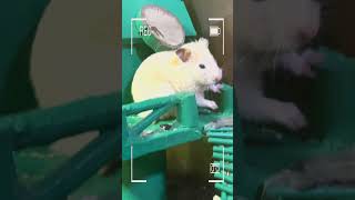 My Smart Hamster!#cute #hamsterkombat #hamster #viral #shorts #shortvideo #hamsters