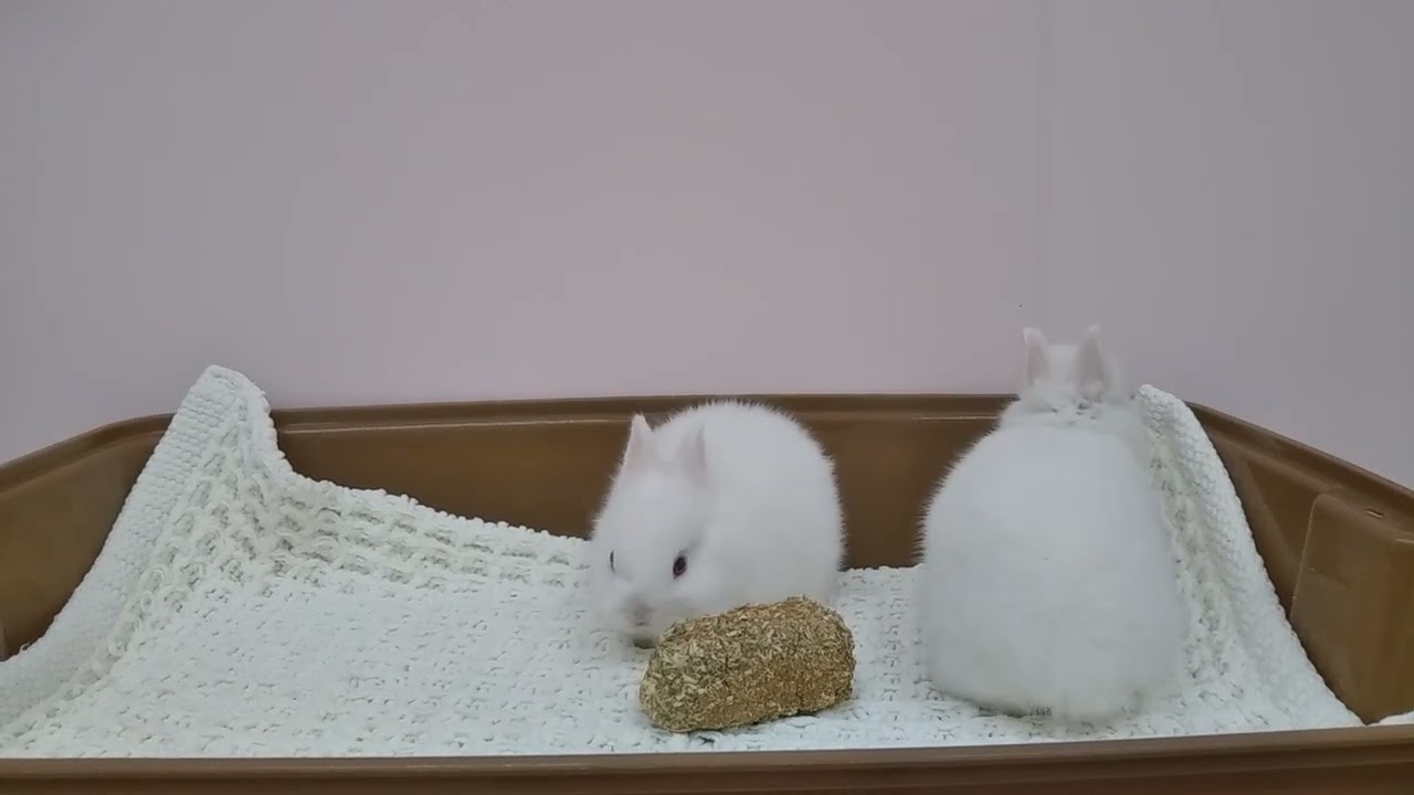 うさぎ 11/26 産 No.67 68 - YouTube