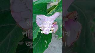 #মনোমুগ্ধকর #সবুজের সমারোহ #সাবস্ক্রাইব_করবেন #ভাইরাল_ভিডিও @MarkRober @Rajshri