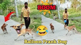 dog vs balloon prank || dog water balloon || prank on prank on dog 