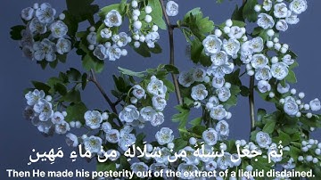 الَّذِي أَحْسَنَ كُلَّ شَيْءٍ خَلَقَهُ ❤️ القارئ إسلام صبحى