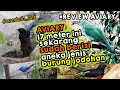 RILIS LAGI PULUHAN PASANG BURUNG BERBAGAI JENIS DI AVIARY BESAR, TOTAL 42 PASANG #dirumahaja